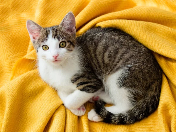 Mignon petit chaton sur plaid jaune doux à la maison, vue sur le dessus — Photo