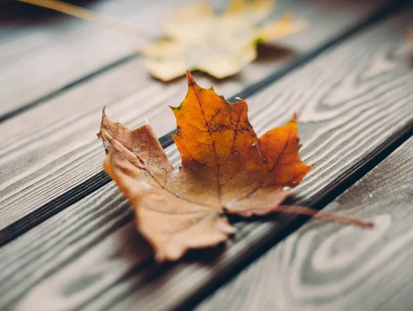 colorful fall maple leaves on rustic wooden table