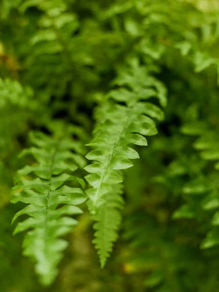 Nephrolepis exaltata. Το σπαθί φτέρη - ένα είδος φτέρης της οικογένειας Lomariopsidaceae — Φωτογραφία Αρχείου