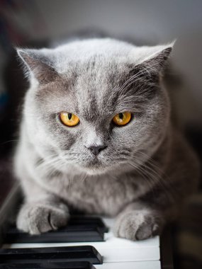 güzel İngiliz gri kedi bir piyano, yakın çekim portre, büyük sarı gözler anahtarlarında oturur