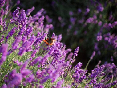 Lavanta çalılar ve kelebek gülümsemek günbatımı üzerinde. Lavanta mor çiçekler üzerinde günbatımı parıltı.