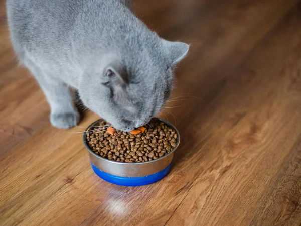 Primer plano de un hermoso gato británico comiendo de su tazón —  Fotos de Stock