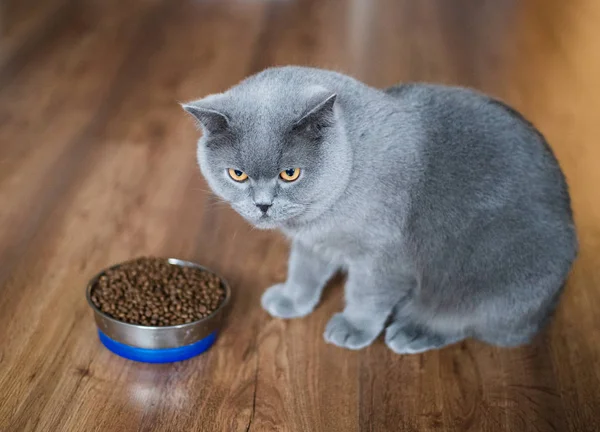 Adorable gato británico cerca de cuenco con comida en casa —  Fotos de Stock