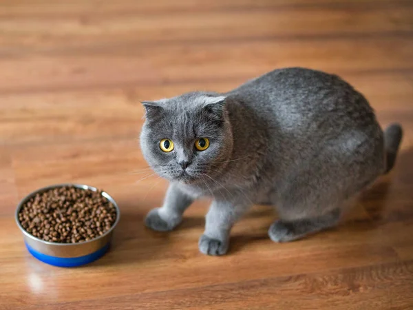 Adorable gato británico cerca de cuenco con comida en casa —  Fotos de Stock