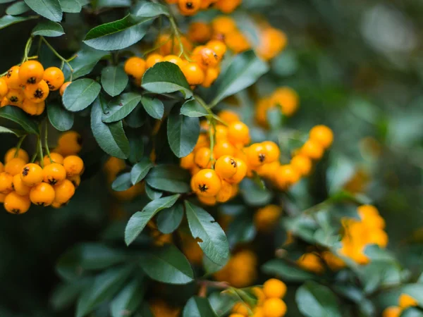 Pyracantha, 노란색 또는 오렌지 딸기와 배경 흐리게. — 스톡 사진