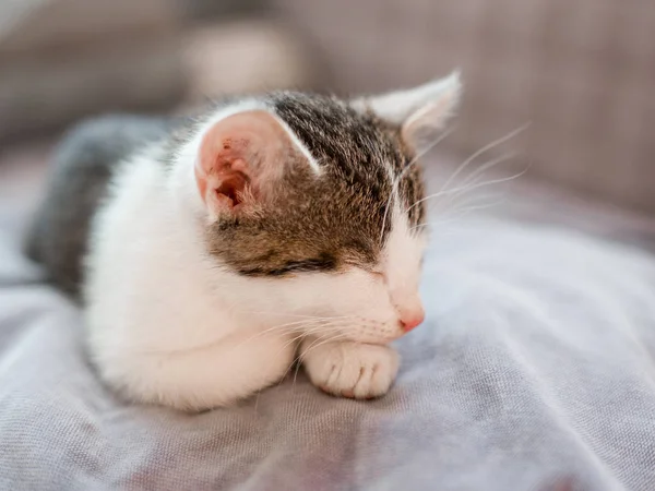 Mignon petit chaton avec nez rose dort sur le canapé — Photo