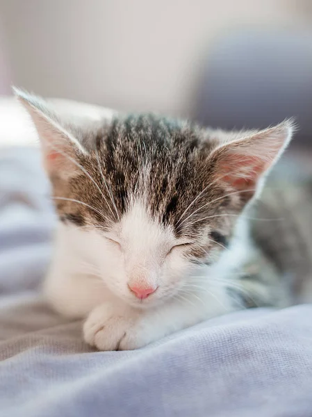 Χαριτωμένο μικρό γατάκι με ροζ μύτη κοιμάται στον καναπέ — Φωτογραφία Αρχείου