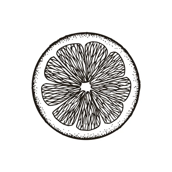 Slice skiva av citron, apelsin, grapefrukt, lime. Krita skiss. Hand dras vektorillustration. Retro stil — Stock vektor