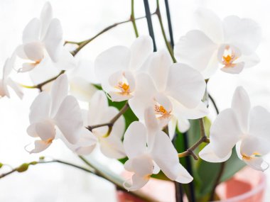 Beyaz Orkide beyaz arka plan bulanık üzerinde izole. Yumuşak güzel çiçekler bir sanatsal kompozisyon, Phalaenopsis çiçek görülmektedir