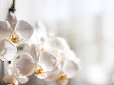 Beyaz Orkide üzerinde arka plan bulanık izole. Yumuşak güzel çiçekler görülür bir sanatsal kompozisyon, Phalaenopsis çiçek, metin için yer
