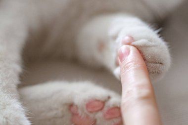 Kontrast yakın çekim için kedi pençe kedi yavruları pençe ve kadın parmak ile Kadın el