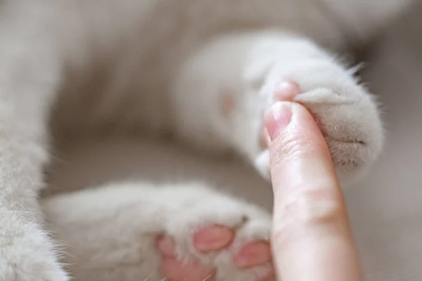 Женская рука с кошачьей лапой лапой и женским пальцем для контрастного крупного плана — стоковое фото