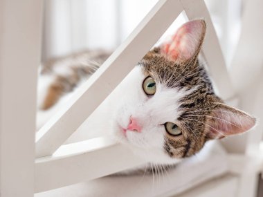 Güzel kedi evde beyaz bir sandalyede yatan, kapalı, komik yüz ifadesi. Çizgili değil safkan kedi kameraya bakar