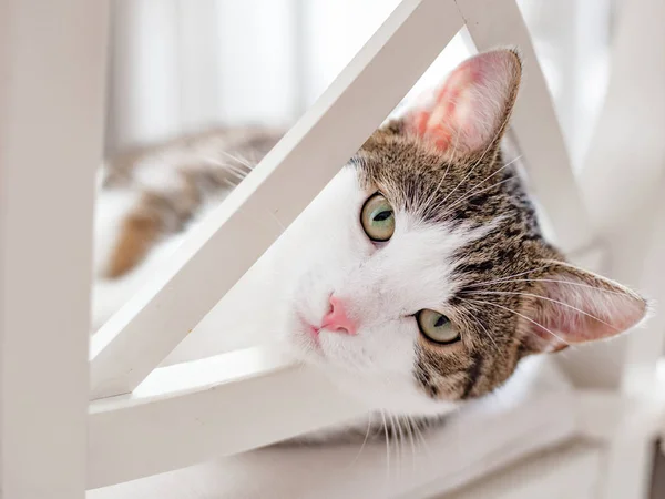 Hermoso gato acostado en una silla blanca en casa, en el interior, expresión de la cara divertida. rayas no pura crianza gatito mira en la cámara —  Fotos de Stock