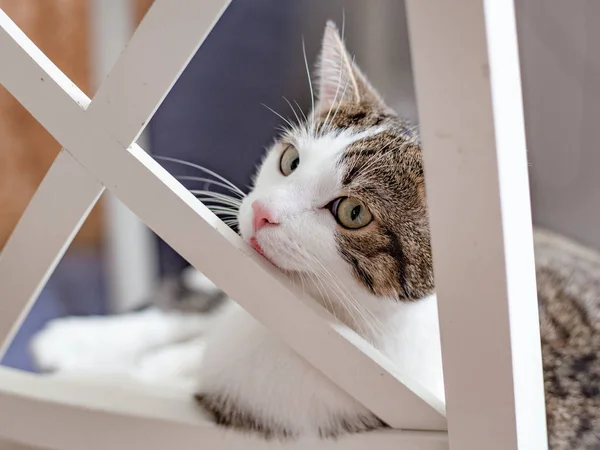Όμορφη γάτα που βρίσκεται σε μια λευκή καρέκλα στο σπίτι, σε εσωτερικούς χώρους, αστεία έκφραση προσώπου. Ριγέ όχι καθαρόαιμα γατάκι. — Φωτογραφία Αρχείου