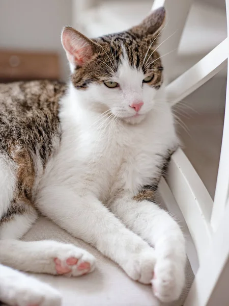 Krásná kočka, ležící na židli doma, uvnitř, legrační výraz — Stock fotografie