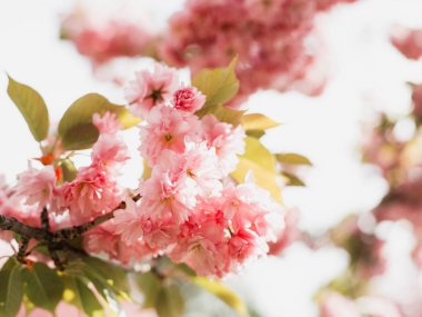 Doğa arka plan üzerinde ilkbahar da güzel kiraz çiçeği sakura