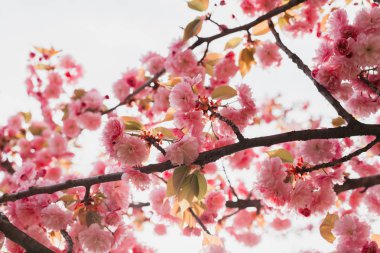 Doğa arka plan üzerinde ilkbahar da güzel kiraz çiçeği sakura
