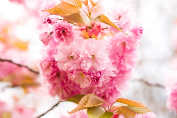 Schöne Kirschblüte Sakura im Frühling auf Naturhintergrund — Stockfoto