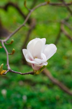 Manolya ağacında bahar sezonunda güzel manolya çiçeği. Beyaz çiçek.