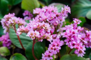 Bergenia rotblum flowers, Elephahants Ears. Wild medicinal plants clipart