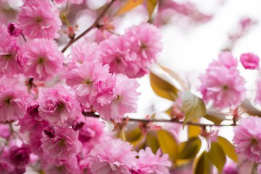 Doğa arka plan üzerinde ilkbahar da güzel kiraz çiçeği sakura