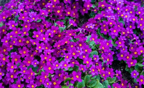Pembe primula vulgaris, çuha çiçeği. İlkbahar veya yaz sezonunda bahçede Çiçekli Primula