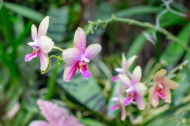 Pembe Phalaenopsis veya Güve dendrobium Orkide çiçek. Tropikal bahçe Çiçek arka plan. Seçici odaklama