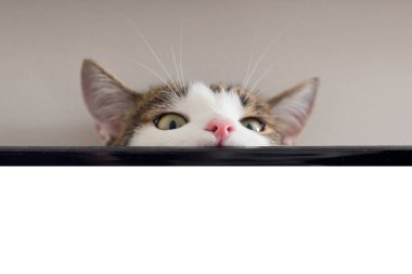 Sevimli kısa saçlı kedi meraklı görünümlü ve saklambaç oynarken evde snooping, kopya alanı, metin veya görüntü için yer