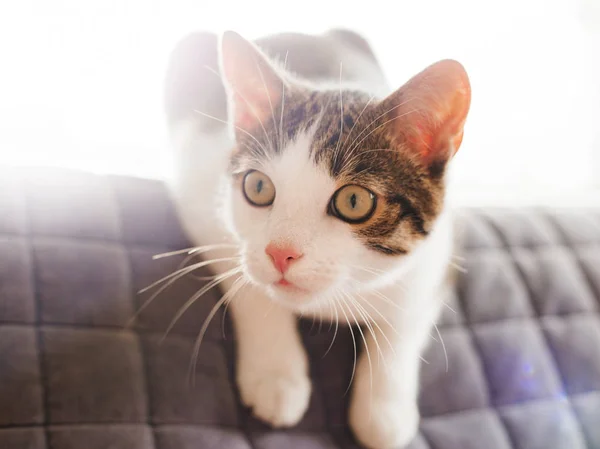 Chat mignon Se détendre sur le dessus du canapé sur un fond clair — Photo