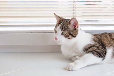 Güzel ev kedisi onun önünde görünüyor ve pencere eşik, metin için yer üzerinde yalan