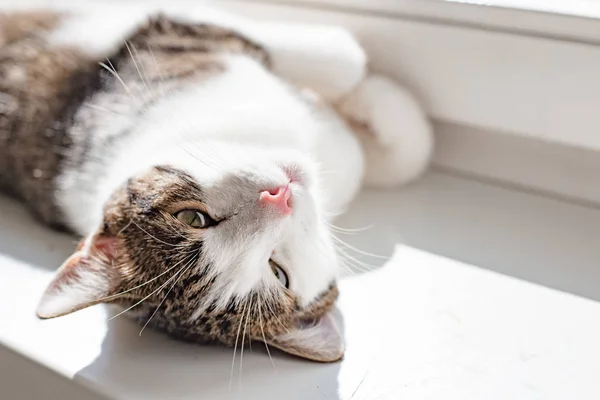 Hermoso gato casero acostado en el alféizar de la ventana, lugar para el texto, rayos de sol —  Fotos de Stock