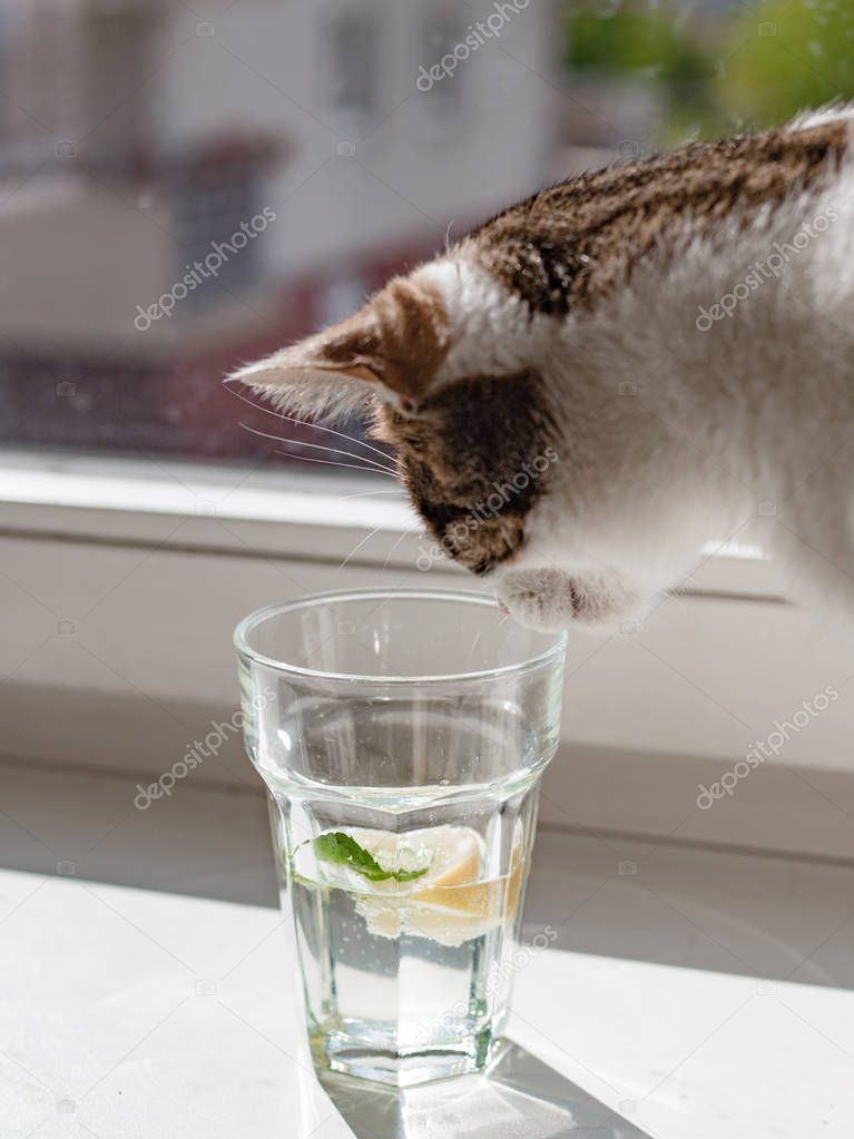 Beautiful hungry cat drink water from glass on windowsill on summer background