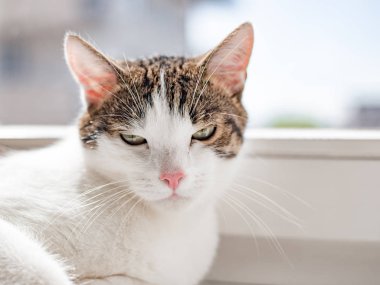 Pencere eşik üzerinde yatan güzel ev kedisi, metin için yer, güneş ışınları