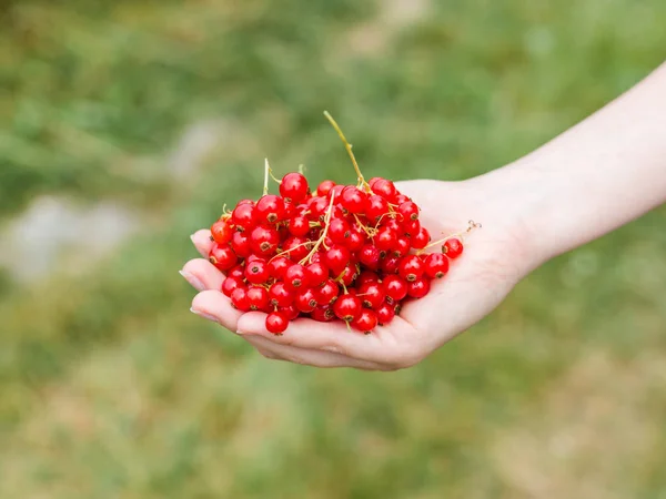 Mano sosteniendo bayas frescas, grosella roja madura, fruta jugosa — Foto de Stock