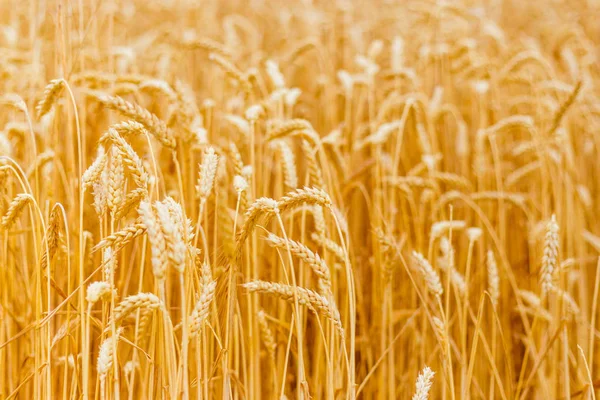 Achtergrond van rijpings oren van gele tarwe veld. Close-up natuur foto idee van een rijke oogst — Stockfoto