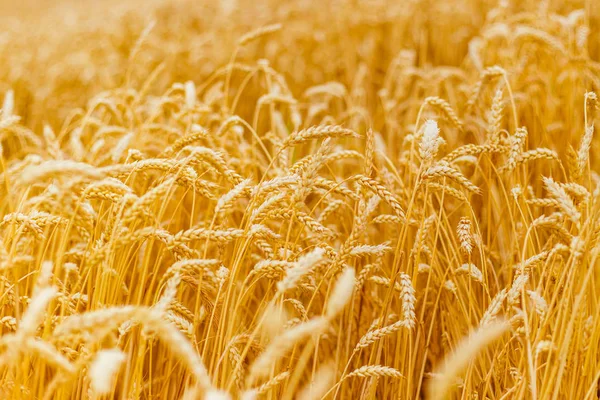 Фон спелых колосьев желтого пшеничного поля. Крупный план фото природы Идея богатого урожая — стоковое фото