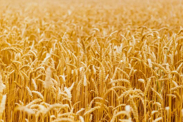 Achtergrond van rijpings oren van gele tarwe veld. Close-up natuur foto idee van een rijke oogst — Stockfoto