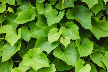 Bahçede üzüm yaprağı. Zengin yeşillik. Botanik bahçesindebitkiler. Karşı bir üzüm-asma dokusu