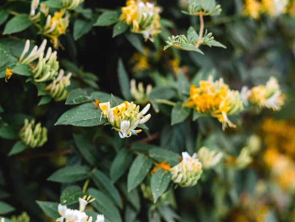 Lonicera japonica Thunb, Japon hanımeli bahçede sarı ve beyaz çiçek. Zengin yeşillik.