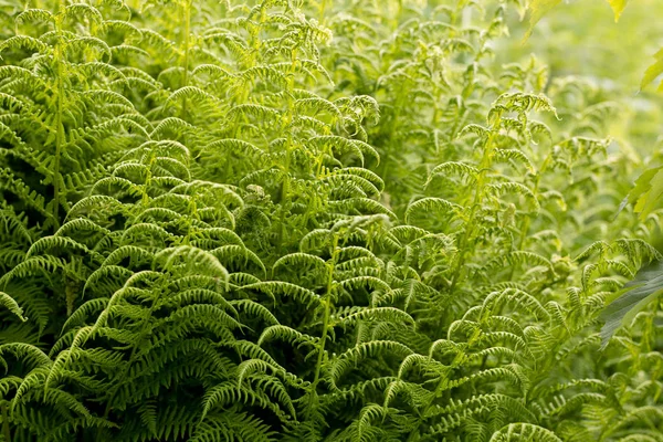 Vacker bakgrund gjord med unga gröna ormbunksblad. Perfekt naturlig ormbunke mönster. — Stockfoto