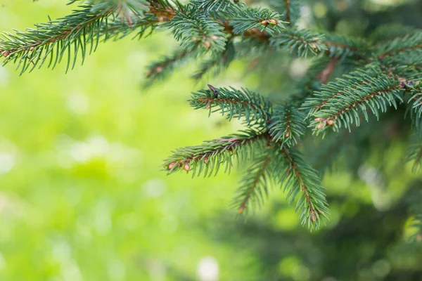 FIR Tree brunch i skogen närbild. Naturlig bakgrund. — Stockfoto