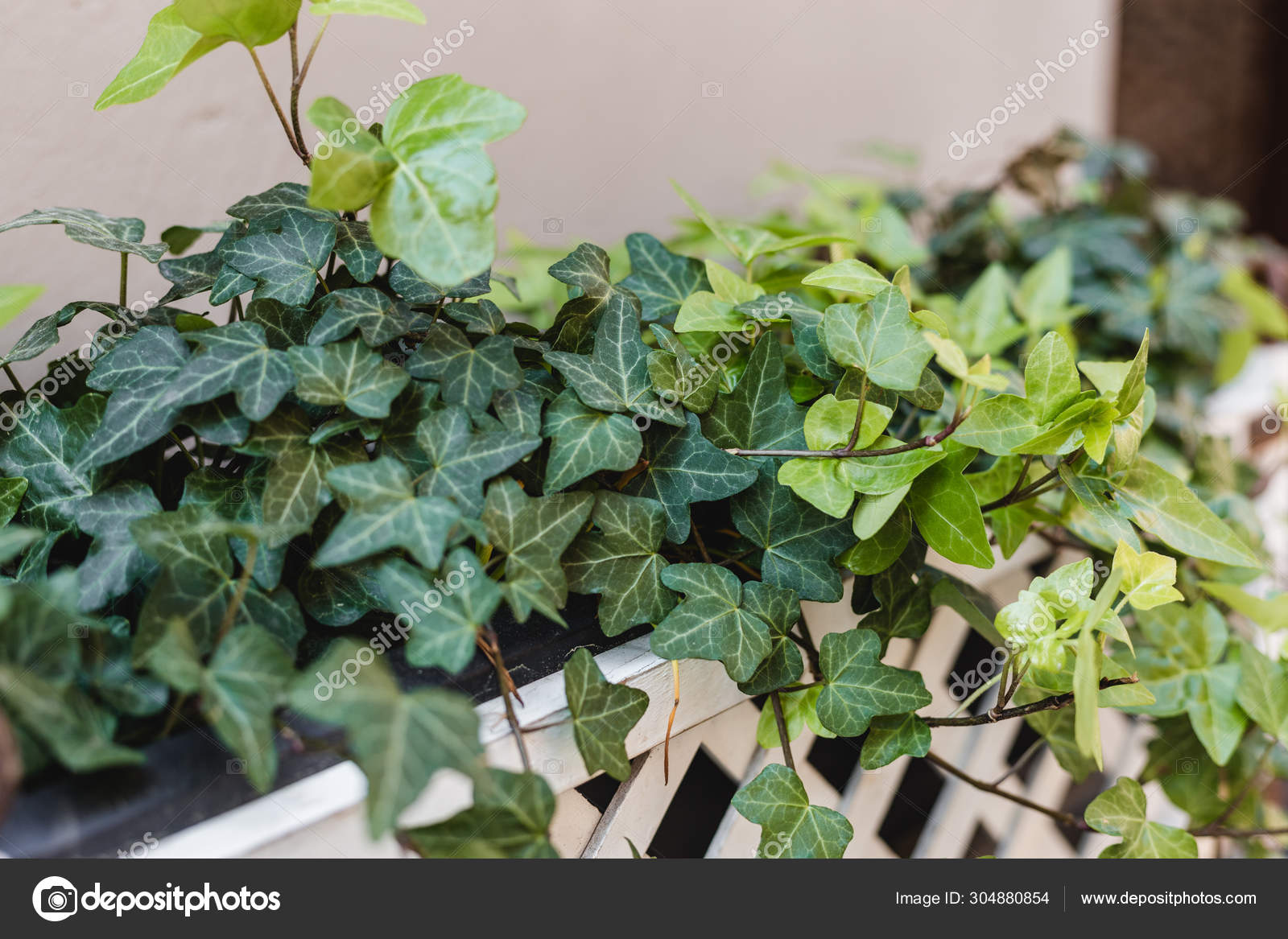 Garden concept of english ivy plant in pot on the balcony, Hedera ...