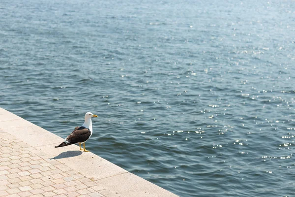 Gaivota sentado em um cais, fundo de água do mar — Fotografia de Stock