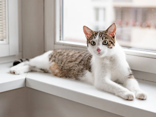 美しい家猫は窓の上に横たわっています,テキストのための場所, — ストック写真