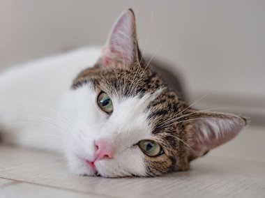 Güzel ev kedisi evde yerde yatıyor, mesaj için yer var.