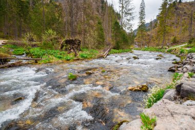 Orman nehir taşları manzarası. Doğada güzel bir nehir. Yaz zamanı, turizm veya seyahat konsepti
