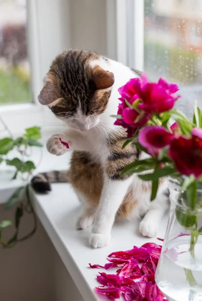 Gato se sienta en un alféizar cerca de ramo de peonías rosadas, animal divertido —  Fotos de Stock