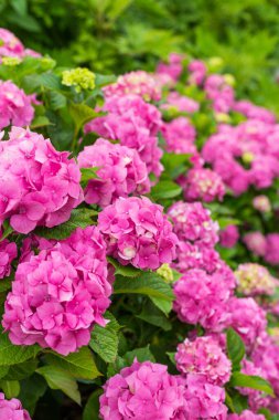 Ortanca çiçeği güneşli bir günde açar. Çiçekli hortensiya bitkisi.