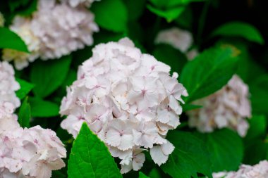 Güneşli bir günde çiçekler açar. Çiçekli hortensiya bitkisi. Beyaz ortanca macrophylla baharda ve yazın bir bahçede çiçek açar. Web pankartı